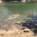 Stella, A Happy Tail