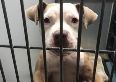 Indy, A Happy Tail