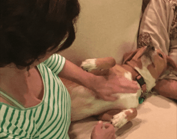 Stella, A Happy Tail