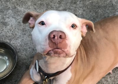Indy, A Happy Tail