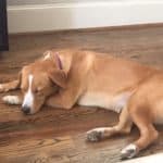 Stella, A Happy Tail