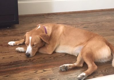 Stella, A Happy Tail