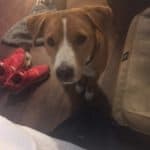 Stella, A Happy Tail