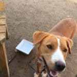 Stella, A Happy Tail