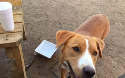 Happy Tail: Stella