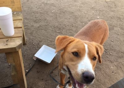 Stella, A Happy Tail