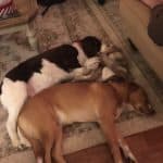 Stella, A Happy Tail