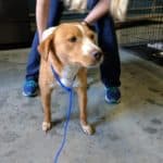 Stella, A Happy Tail