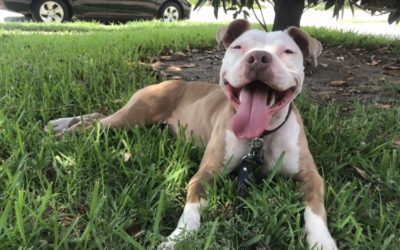 Happy Tail: Indy