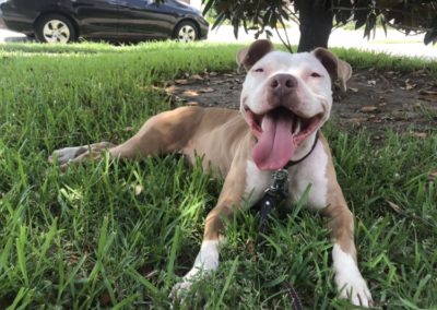Indy, A Happy Tail