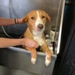 Stella, A Happy Tail