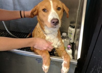 Stella, A Happy Tail