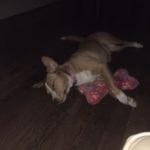 Stella, A Happy Tail