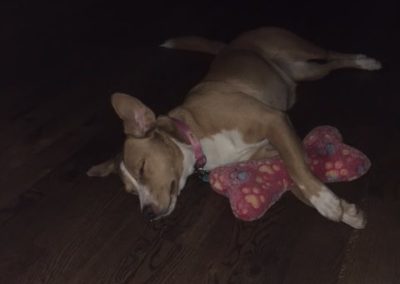 Stella, A Happy Tail