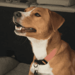 Stella, A Happy Tail