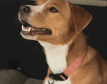 Stella, A Happy Tail