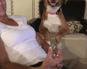 Stella, A Happy Tail