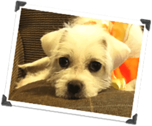 Happy Tail: Kristy