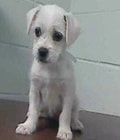 Kristy, A Happy Tail