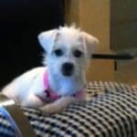 Kristy, A Happy Tail